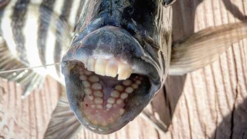 Un poisson « à dents humaines » capturé aux Etats-Unis