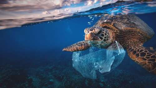 La plupart des jeunes tortues de mer ont du plastique dans leur estomac