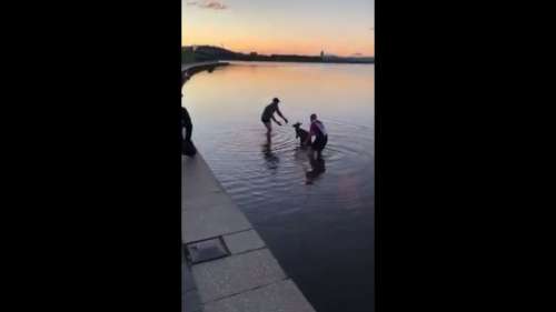 Ces deux hommes sauvent un kangourou bloqué dans un lac glacial en Australie