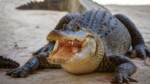 Des restes humains découverts dans l’estomac d’un alligator de plus de 200 kilos