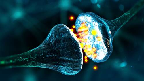 Alzheimer : une étude révèle le « talon d’Achille » de la dégénérescence synaptique