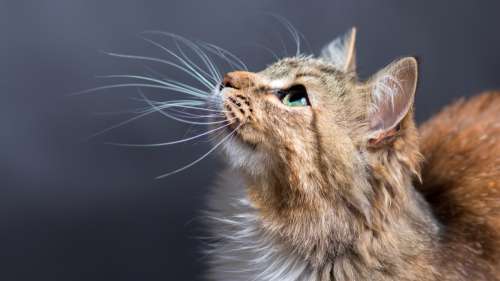 Le saviez-vous ? Les moustaches du chat ont plusieurs fonctions