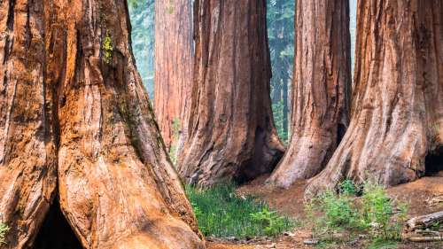 Des séquoias géants enveloppés d’aluminium pour les protéger des feux de forêt aux États-Unis