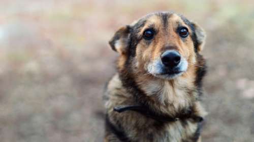 10 signes comportementaux qui permettent de détecter la souffrance chez le chien
