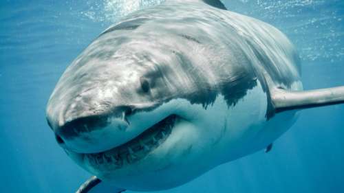 Voici les plus grands requins au monde