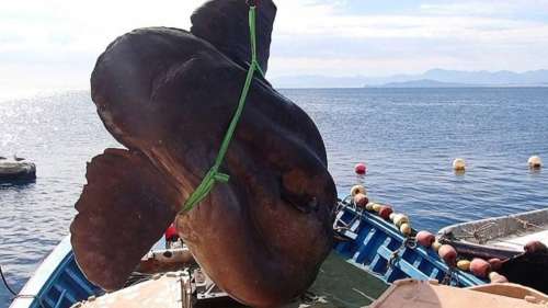 Un poisson-lune de 2 tonnes capturé au large de l’Afrique du Nord