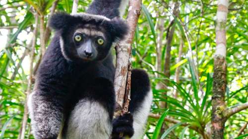 Un rythme universel chez l’humain découvert pour la première fois chez un primate