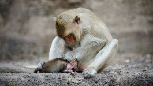 Pourquoi les primates transportent-ils leurs enfants morts avec eux ?