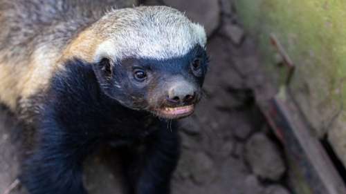 Le ratel, un animal si agressif qu’il est craint par les plus grands prédateurs de la savane