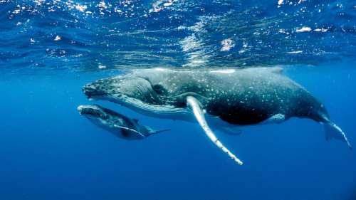 La contribution des baleines à la santé des océans a été très largement sous-estimée