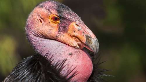 Deux condors californiens femelles donnent naissance à des poussins sans aucun ADN masculin