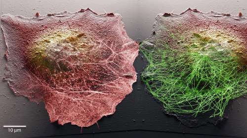 Une nouvelle technique d’imagerie offre un aperçu inédit des cellules et de leur fonctionnement