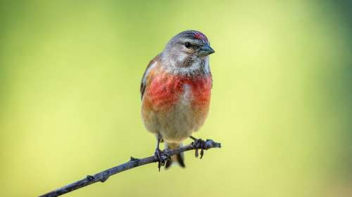 Le saviez-vous ? L’expression « tête de linotte » vient d’un oiseau