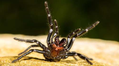 Cette « méga-araignée » découverte en Australie possède des crocs capables de percer un ongle