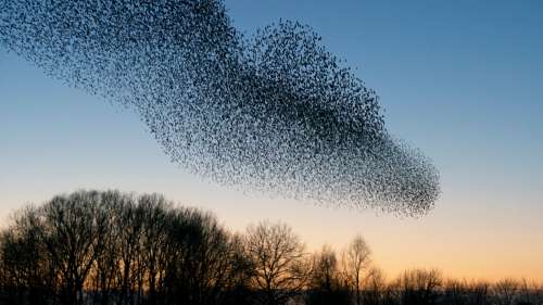 Des centaines de millions d’oiseaux ont disparu en Europe au cours des 40 dernières années