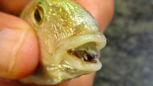 Cet horrible parasite se fait passer pour une langue de poisson