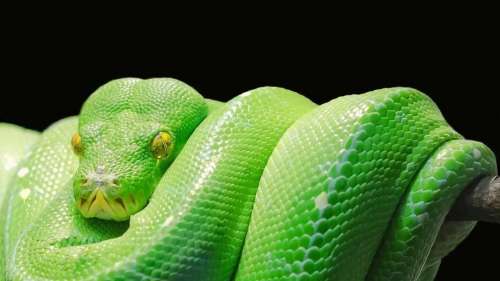 QUIZ : Connaissez-vous vraiment les serpents ?