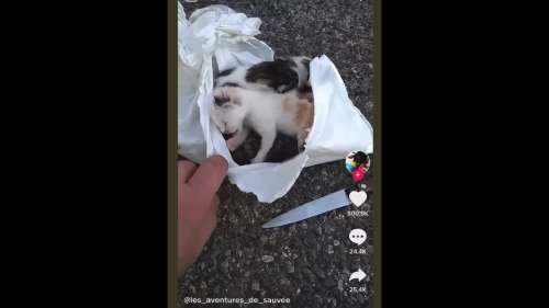 Des éboueurs sauvent in extremis des chatons coincés dans un sac