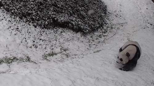 La vidéo de cet adorable panda qui s’amuse à glisser dans la neige cache une triste réalité