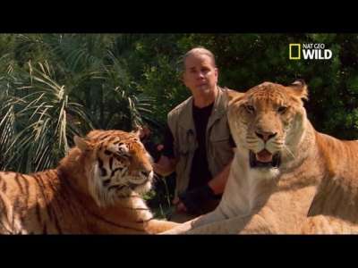 Partez à la rencontre du ligre, félin hybride né de l’union d’une tigresse et d’un lion