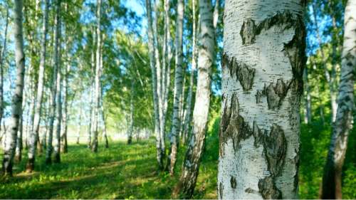 Ces arbres communs absorbent les microplastiques via leurs racines