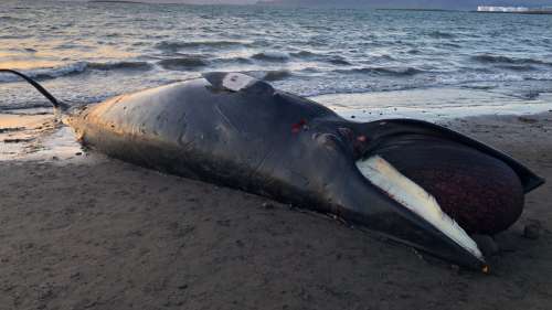 L’Islande va interdire la chasse à la baleine à partir de 2024