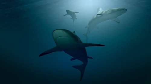 Comment les requins se reposent-ils en nageant en continu ?