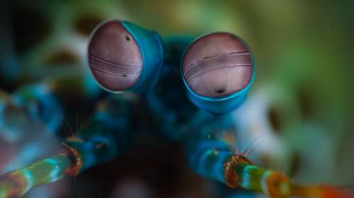 10 yeux parmi les plus étranges du règne animal