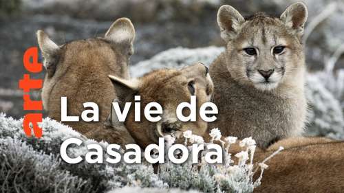 Ce documentaire sur les pumas présente l’espèce dans toute sa beauté, sa puissance et sa fragilité