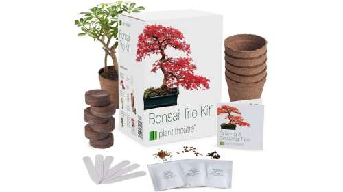 Ce kit pour faire pousser des bonzaïs fera de votre foyer un lieu où règne la sérénité