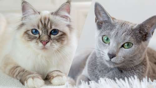 10 races de chats qui ne miaulent quasiment jamais