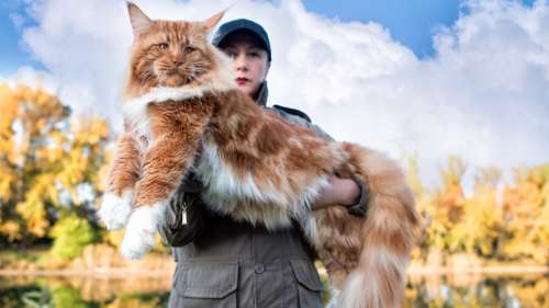 Ces 10 Races De Chats Sont Les Plus Grosses Au Monde Sur Buzz Insolite Et Culture