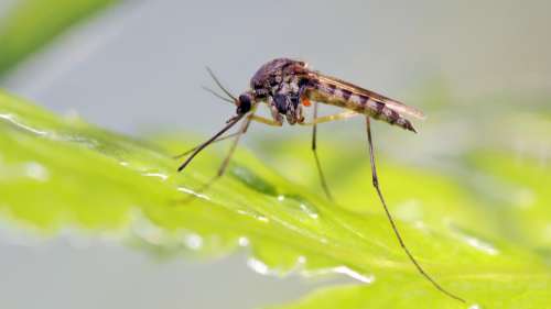 2 milliards de moustiques OGM bientôt relâchés pour vaincre des maladies aux États-Unis