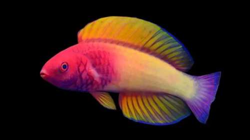 Un poisson aux couleurs de l’arc-en-ciel officiellement désigné comme une nouvelle espèce