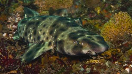 Les biologistes viennent de démonter une croyance répandue au sujet des requins