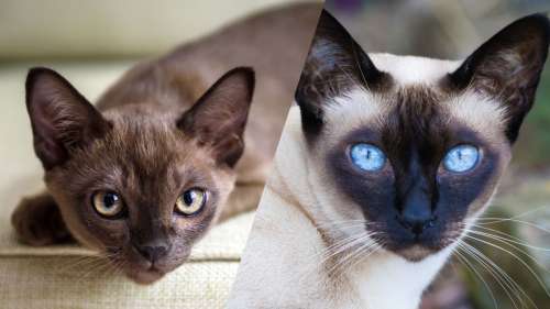 Decouvrez Les Photos Des Munchkins Une Race De Chat Qui Reste Bebe Toute Sa Vie Sur Buzz Insolite Et Culture