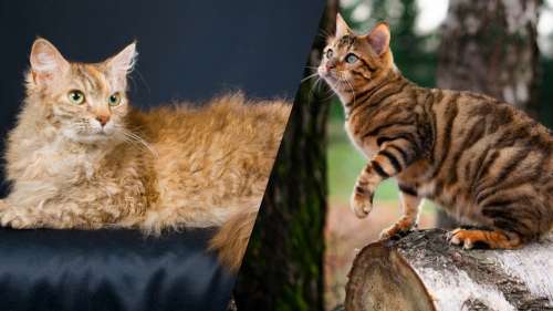 Decouvrez Les Photos Des Munchkins Une Race De Chat Qui Reste Bebe Toute Sa Vie Sur Buzz Insolite Et Culture