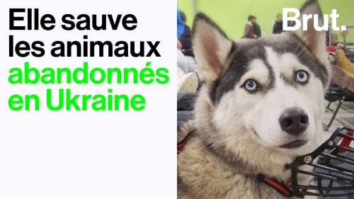 Cette jeune femme et son refuge sauvent les animaux abandonnés en Ukraine à cause de la guerre