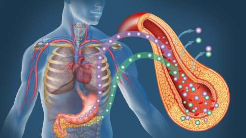 Le diabète traité avec succès grâce aux ultrasons dans une étude préclinique