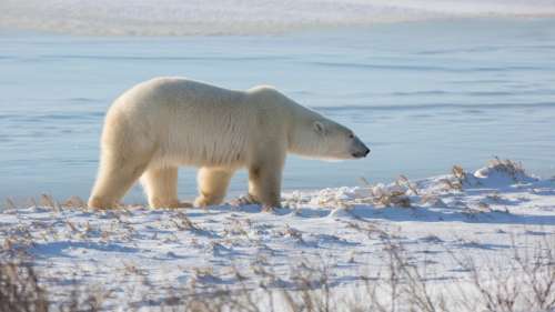 La toundra arctique émet plus de carbone qu’elle n’en absorbe, selon un nouveau rapport alarmant