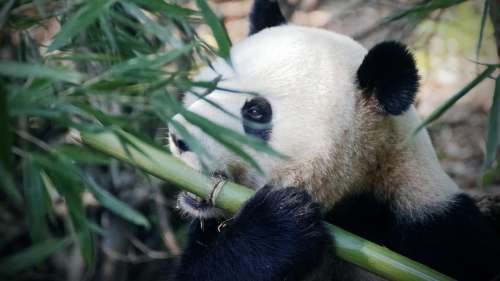 Pourquoi les pandas géants conservent leurs rondeurs alors qu’ils mangent uniquement du bambou ?