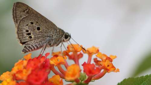 Le changement climatique et l’agriculture réduisent de moitié le nombre d’insectes