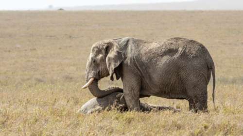 En deuil, ces éléphants frappent et traînent les membres décédés du troupeau