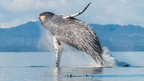 Une baleine à bosse saute et retombe sur un bateau au Mexique, blessant toutes les personnes à bord