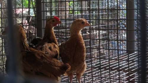 Premier cas humain de grippe aviaire H3N8 signalé chez un garçon de 4 ans en Chine