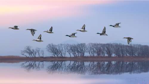 Pourquoi les oiseaux migrent-ils sur de si grandes distances ?