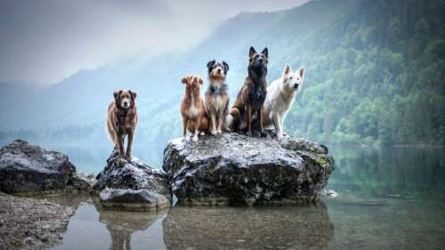 La race des chiens ne permet pas de prédire leur comportement, selon une vaste étude génétique