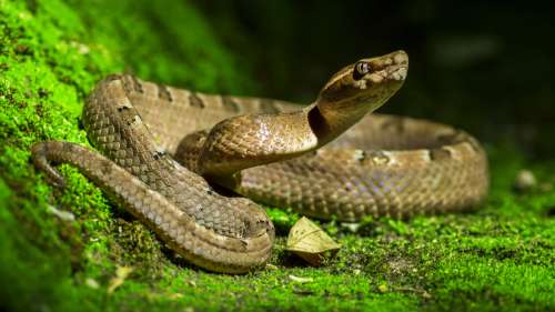 Le saviez-vous ? L’Irlande est l’un des seuls pays au monde sans le moindre serpent