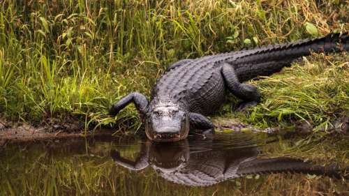 Un étrange alligator sans mâchoire supérieure aperçu en Floride