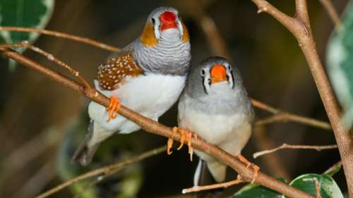 Le saviez-vous ? Les oiseaux chantent dans leur sommeil